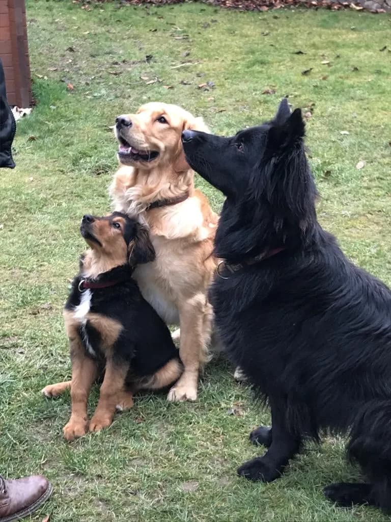 Dog-Coaching Hundetraining im Waldviertel