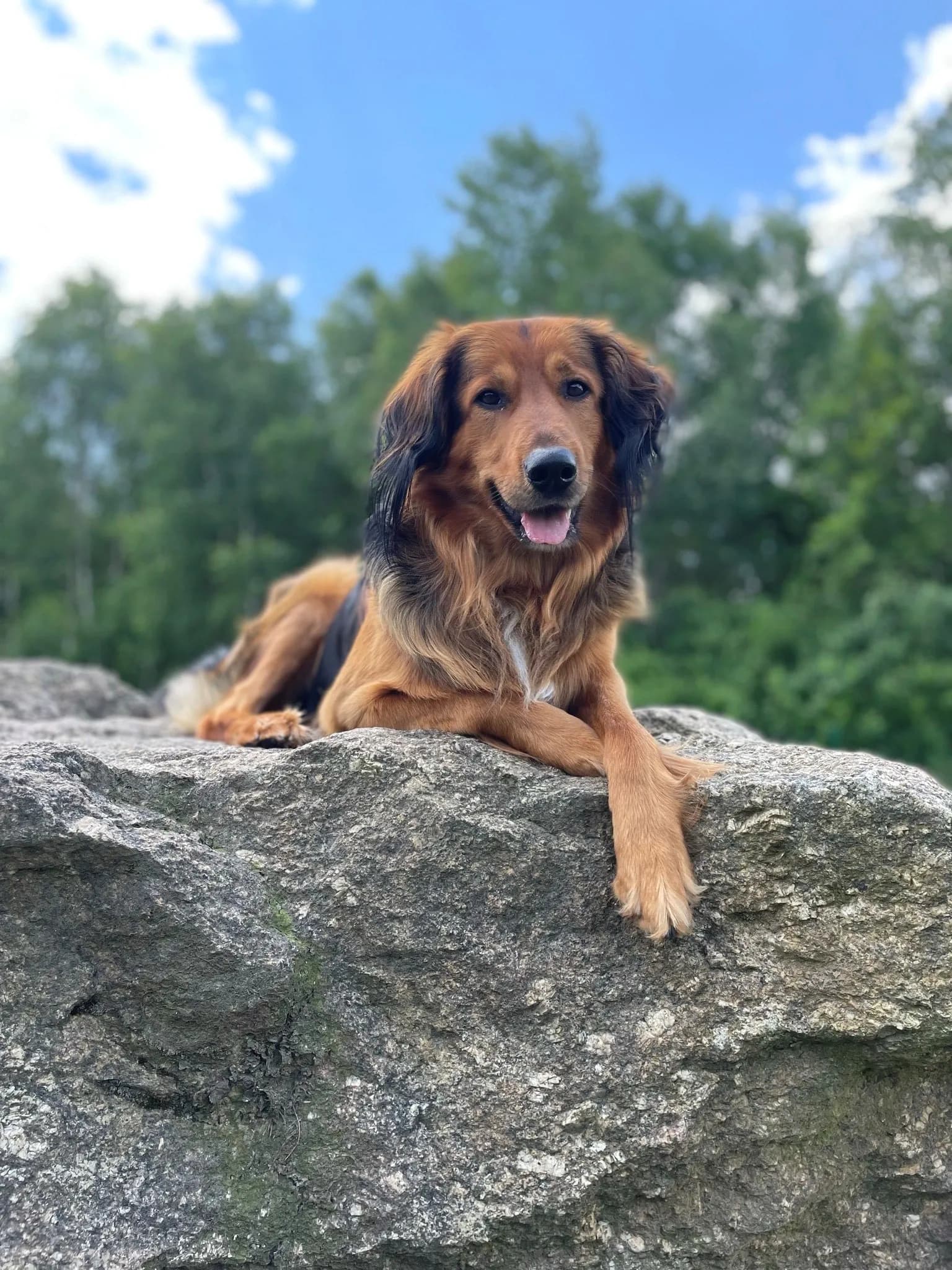Dog-Coaching Hundetraining im Waldviertel