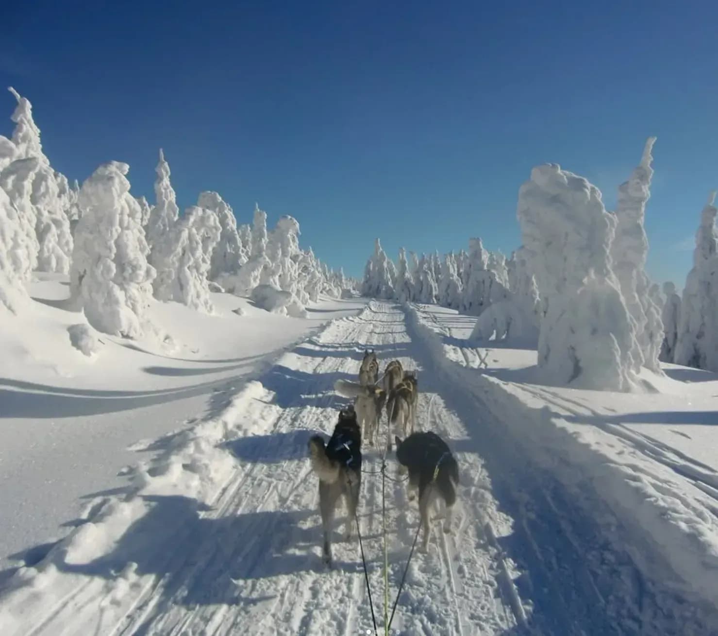Der Huskyhof-Waldviertel in Brand-Nagelberg bietet dir die einzigartige Möglichkeit, selbst zum Musher zu werden und ein Huskyschlitten-Team durch die malerische Winterlandschaft zu lenken.