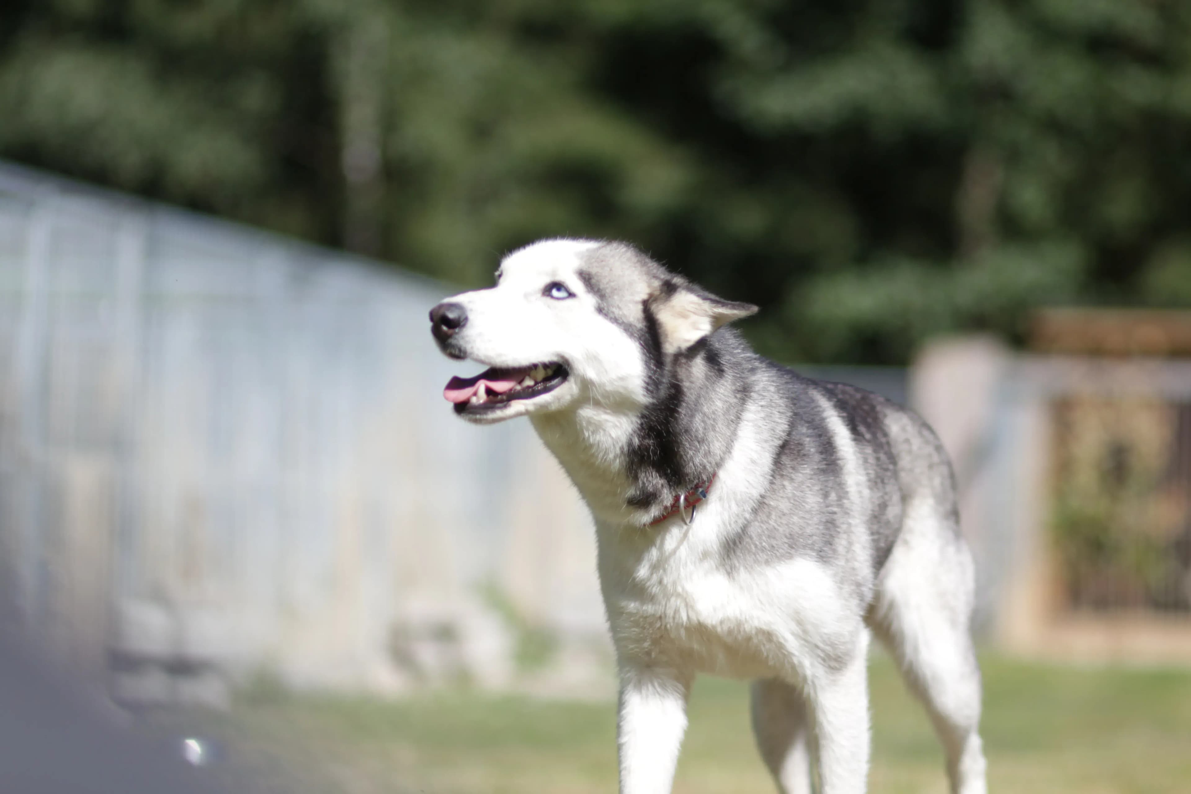 Husky Waldviertel - Polarlicht, Nordlichter und der Urlaub in Lappland