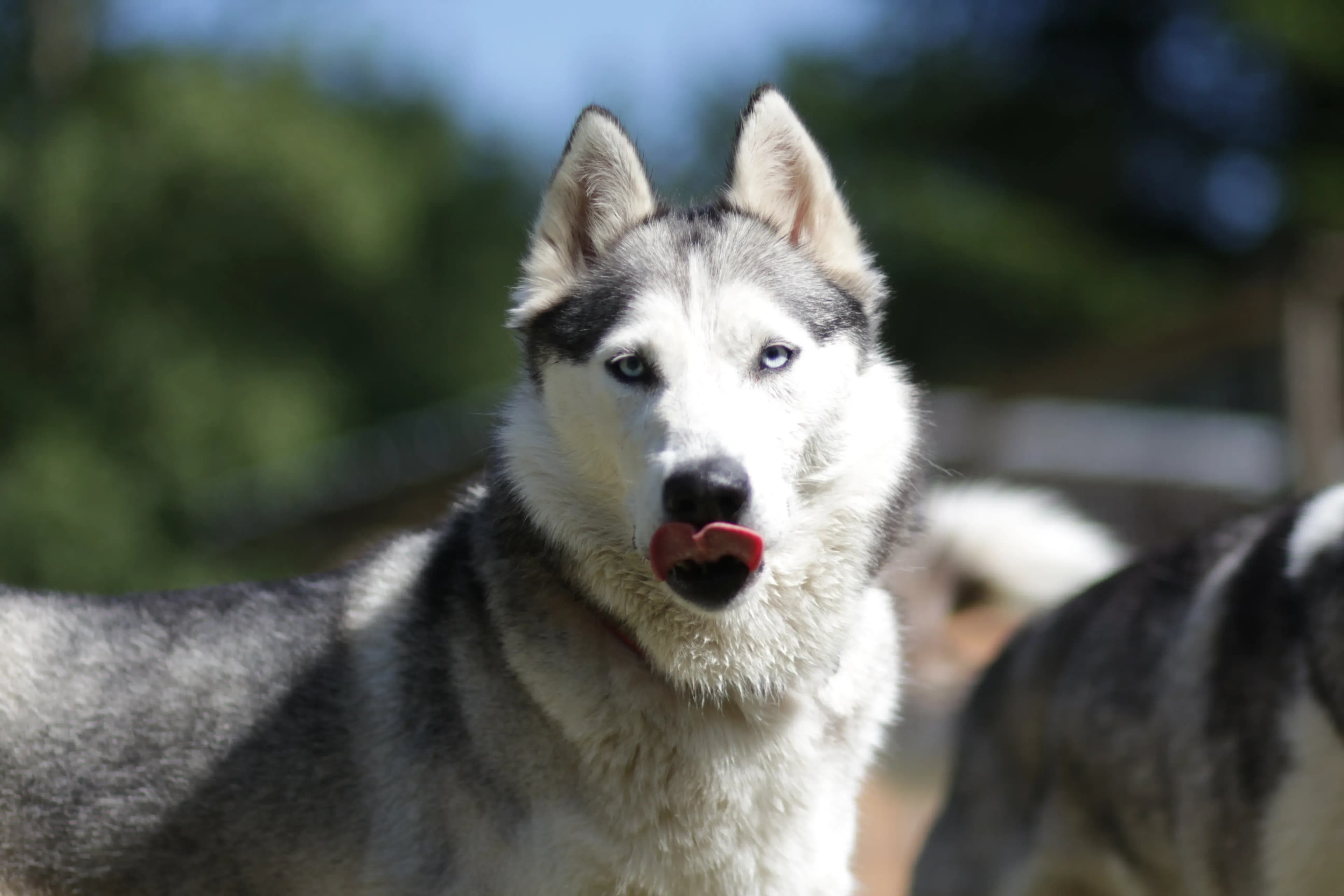 Husky Waldviertel - Polarlicht, Nordlichter und der Urlaub in Lappland