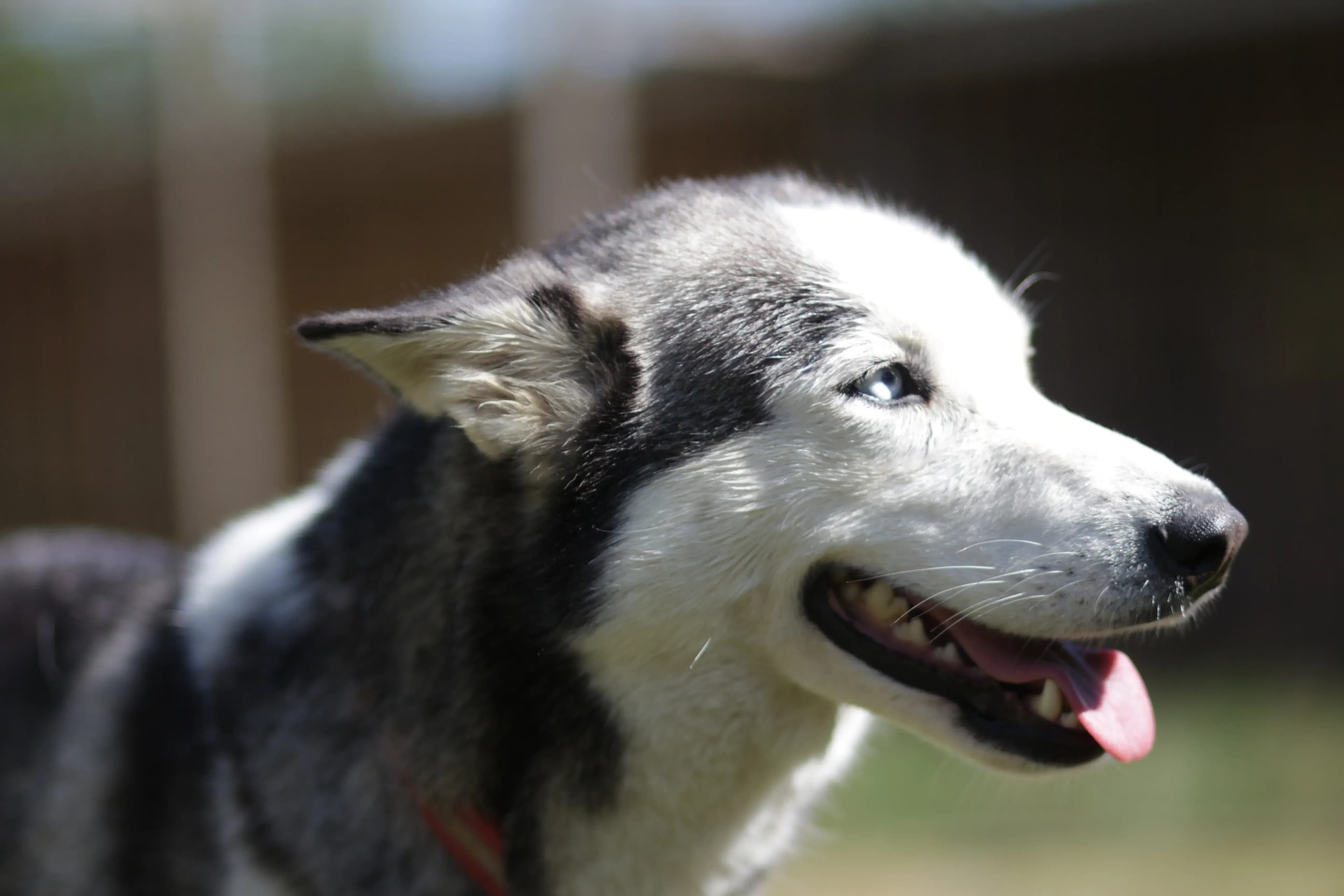 Husky Waldviertel - Polarlicht, Nordlichter und der Urlaub in Lappland