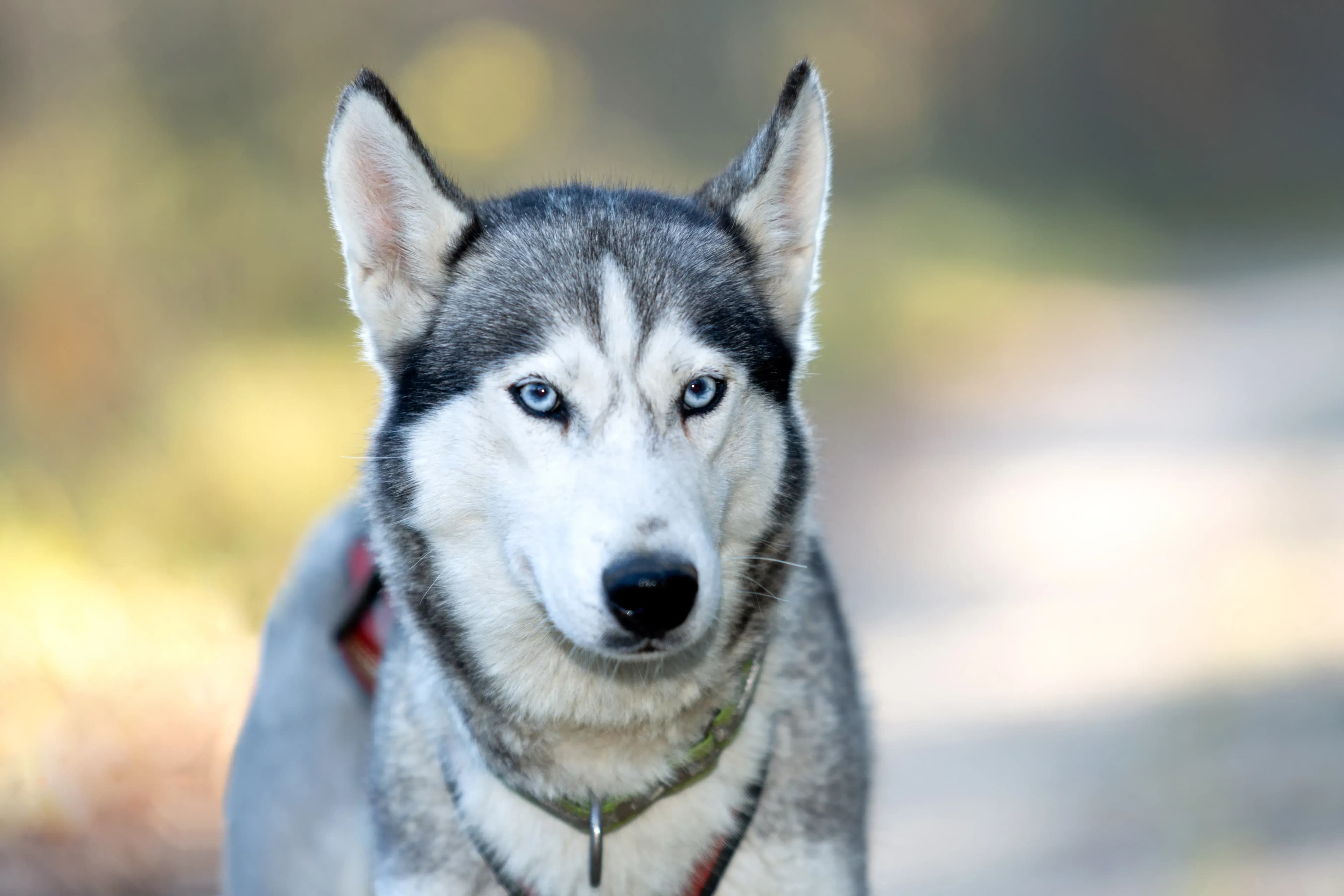 Husky Waldviertel - Polarlicht, Nordlichter und der Urlaub in Lappland