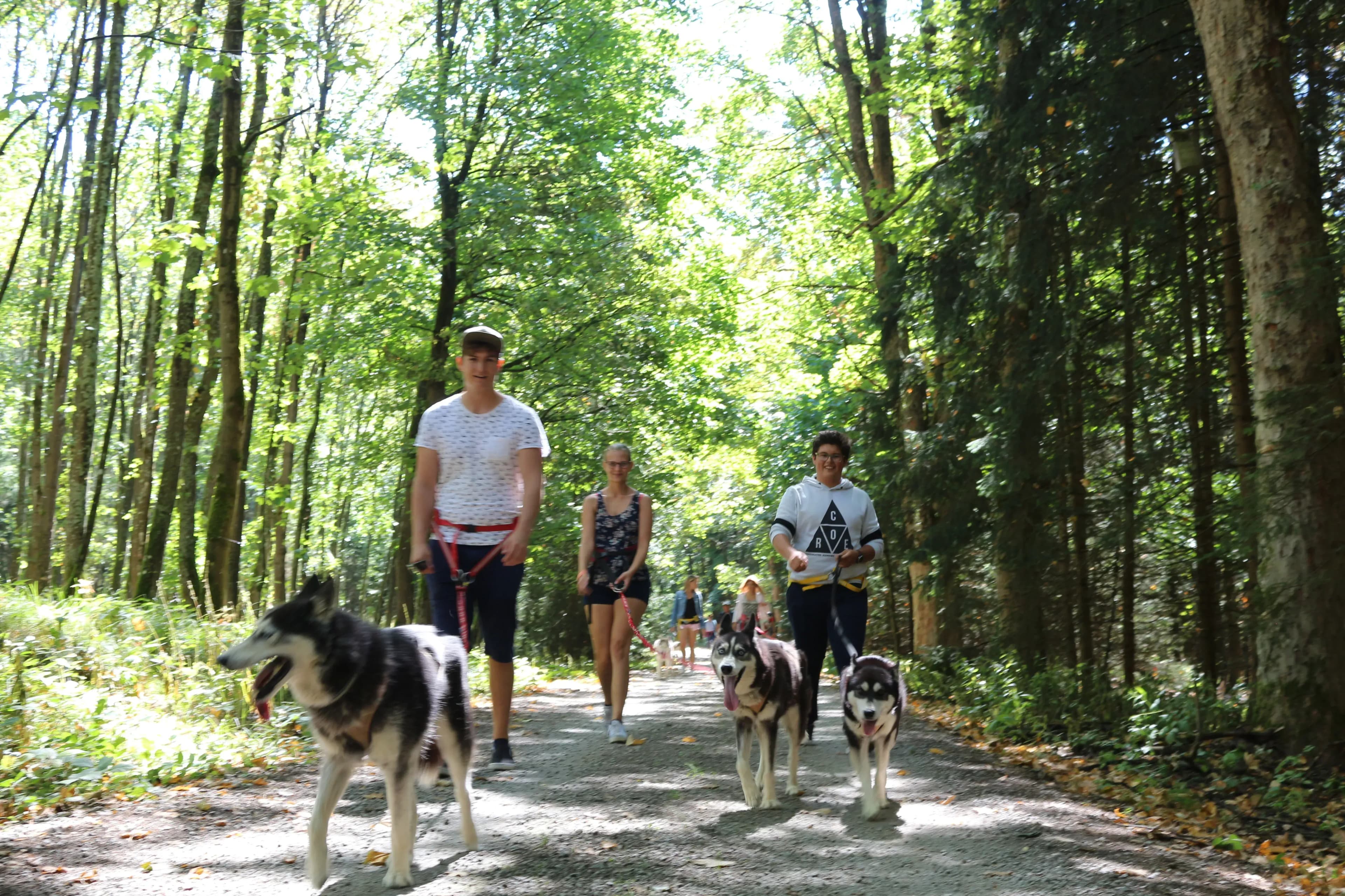 Wandern im Waldviertel mit Huskys