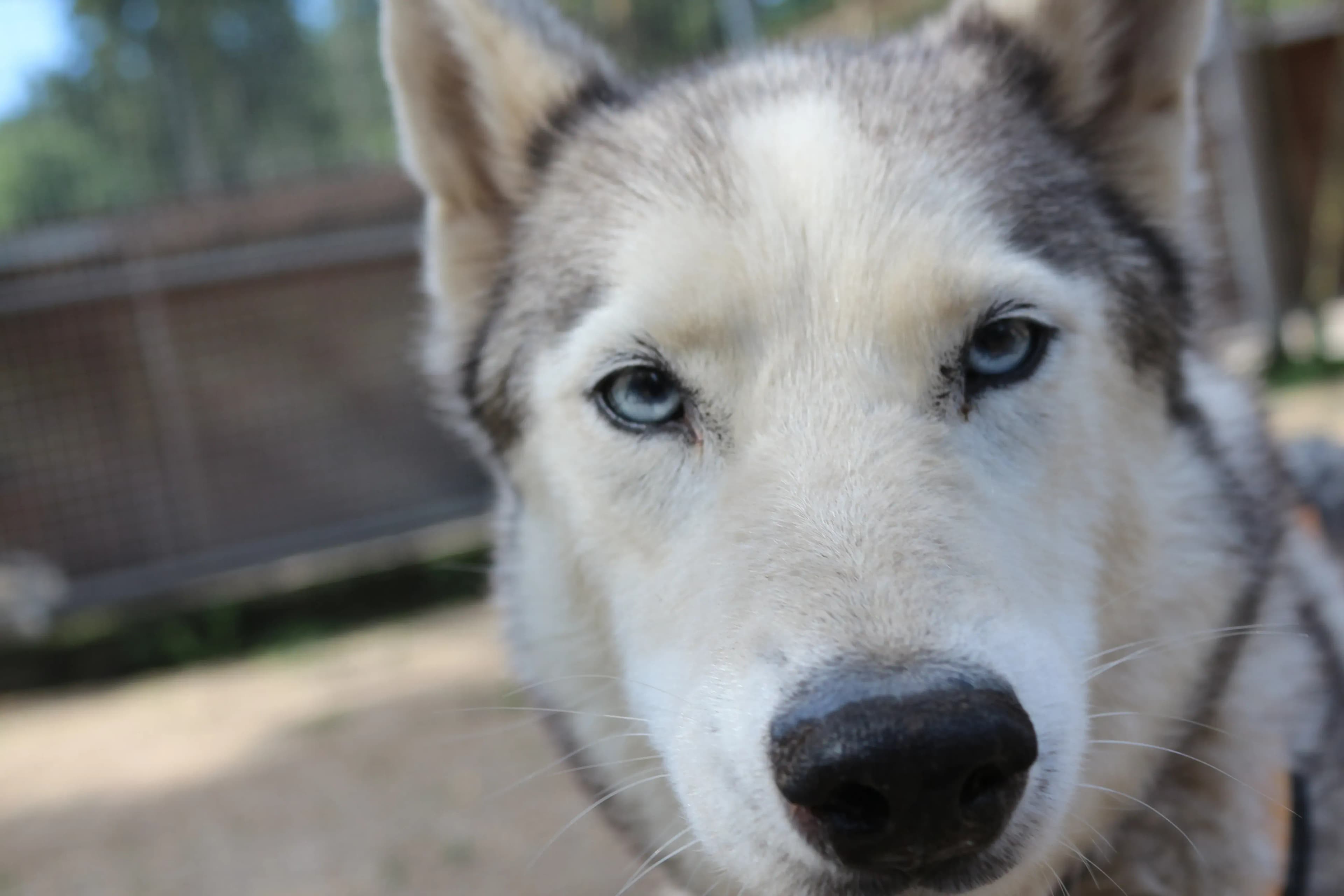 Wandern im Waldviertel mit Huskys