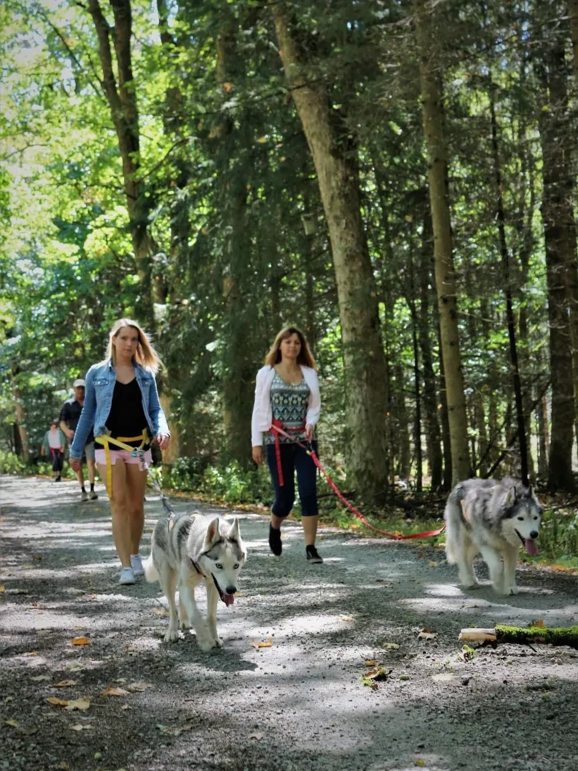 Wandern im Waldviertel mit Huskys