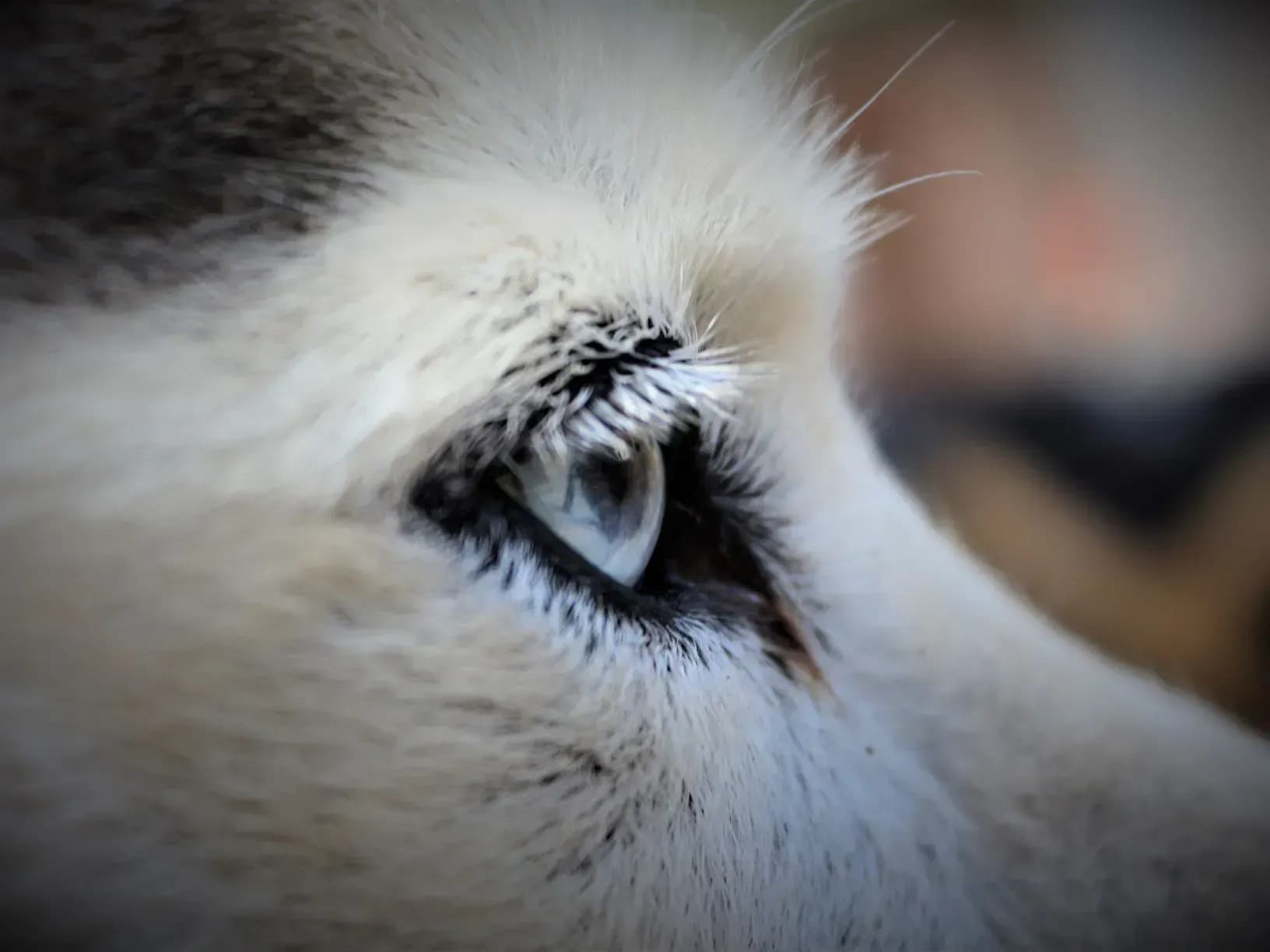 Schlittenhunde in Österreich