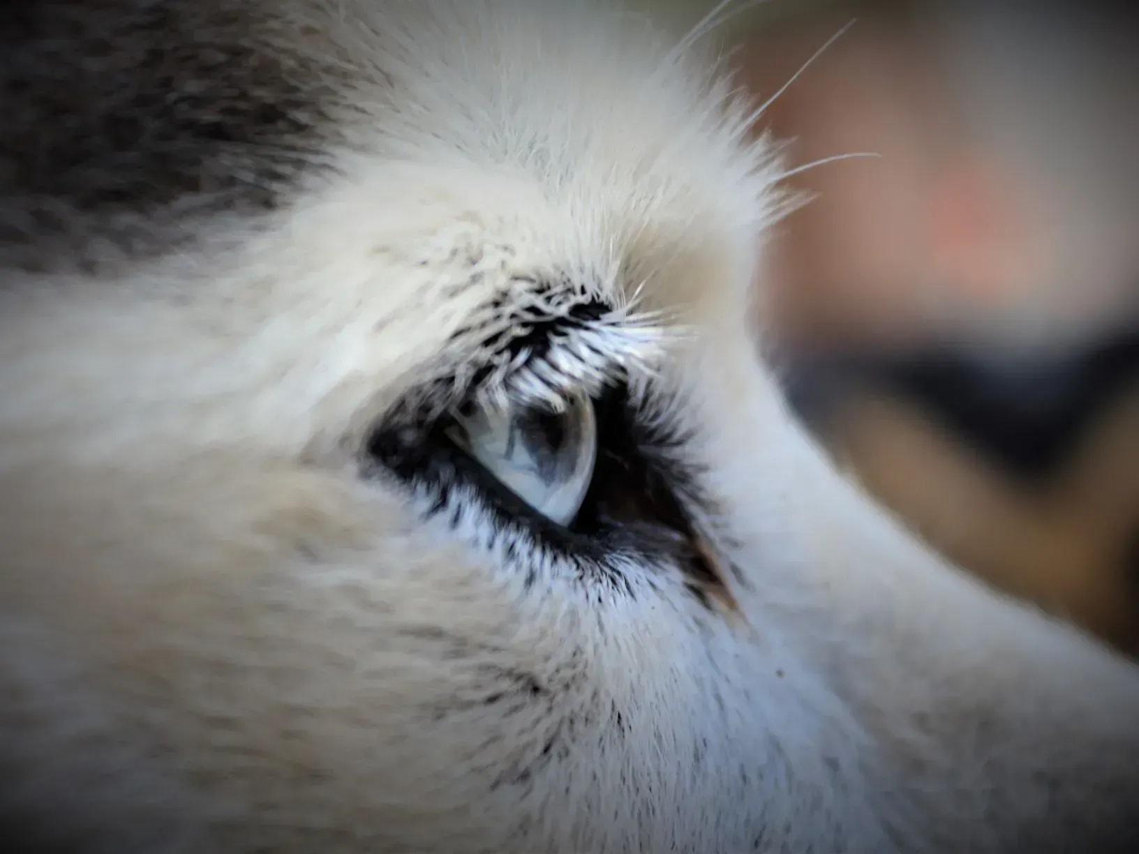 Schlittenhunde in Österreich
