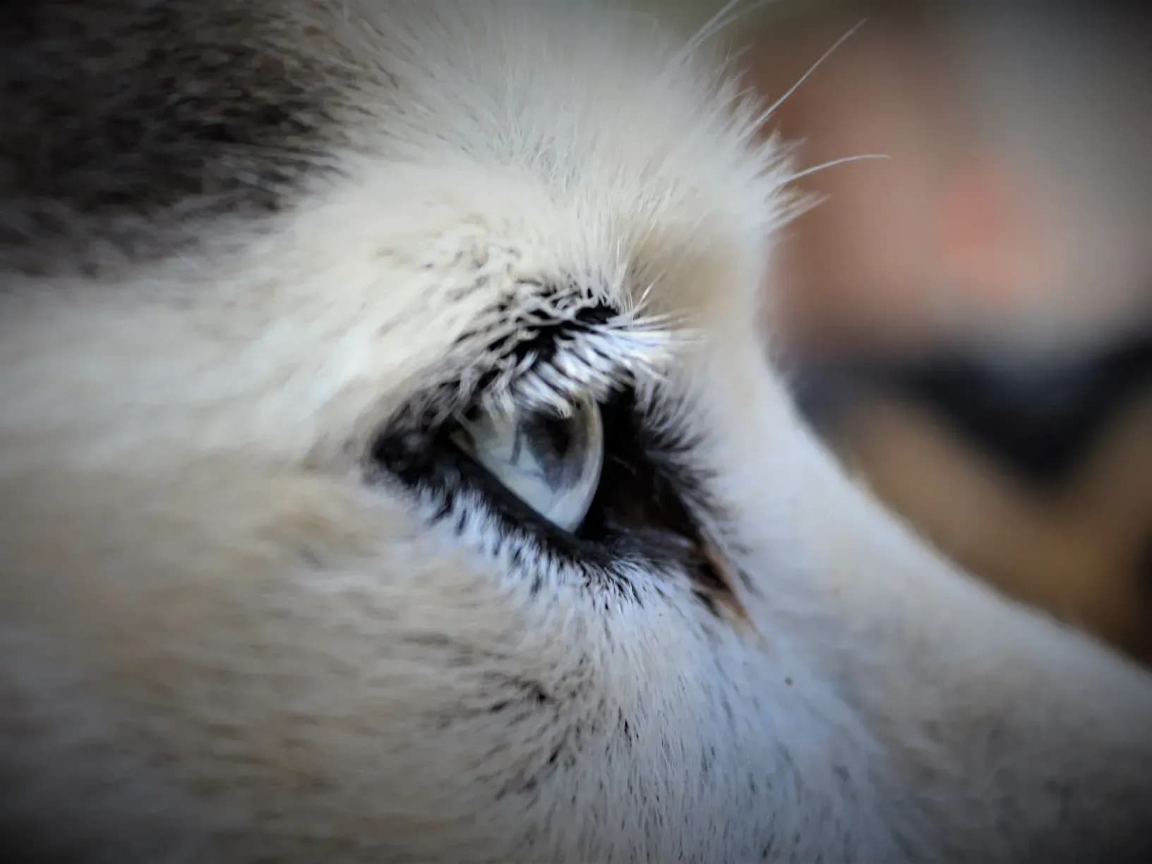 Wandern im Waldviertel mit Huskys