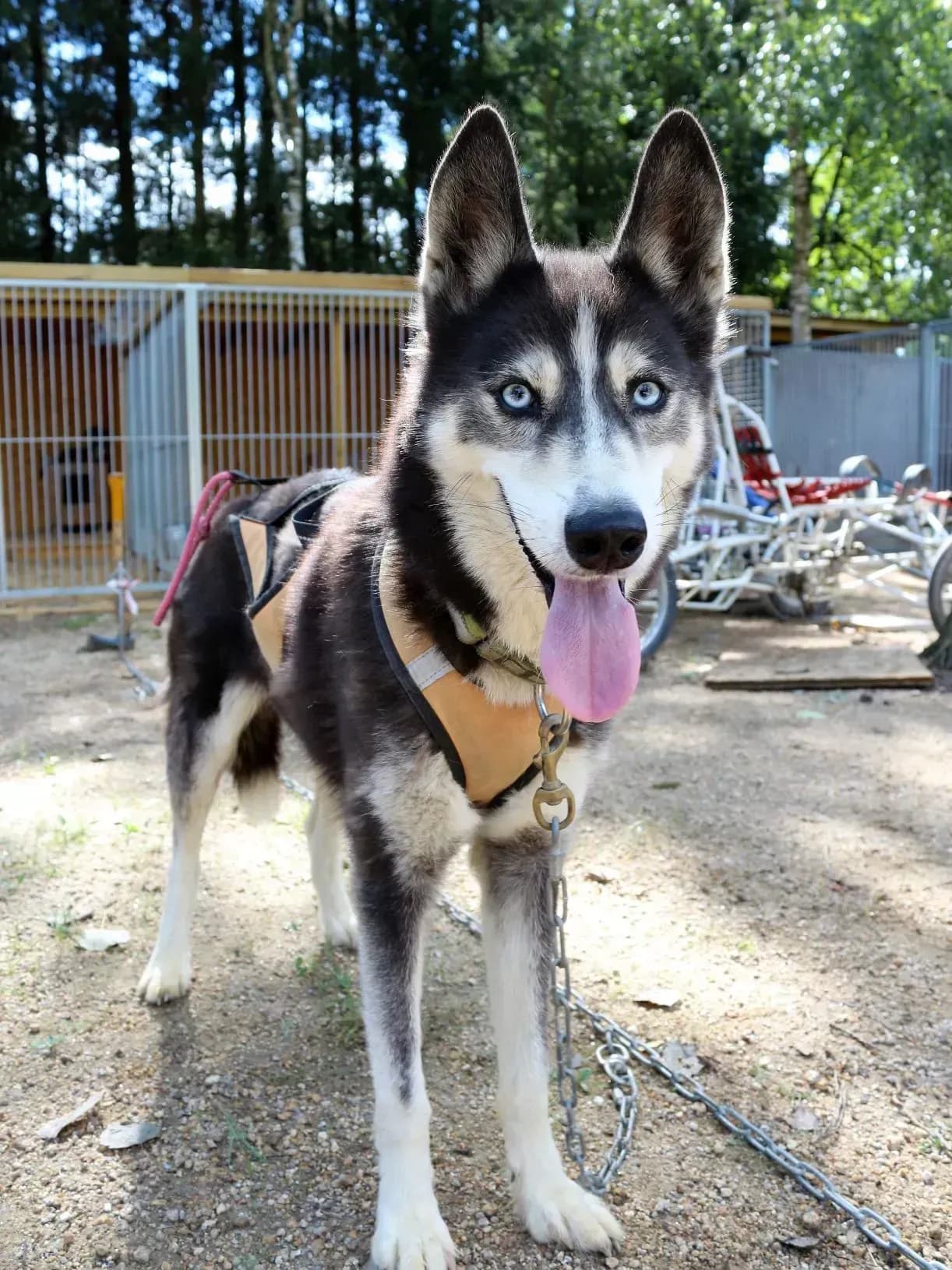 Schlittenhunde in Österreich