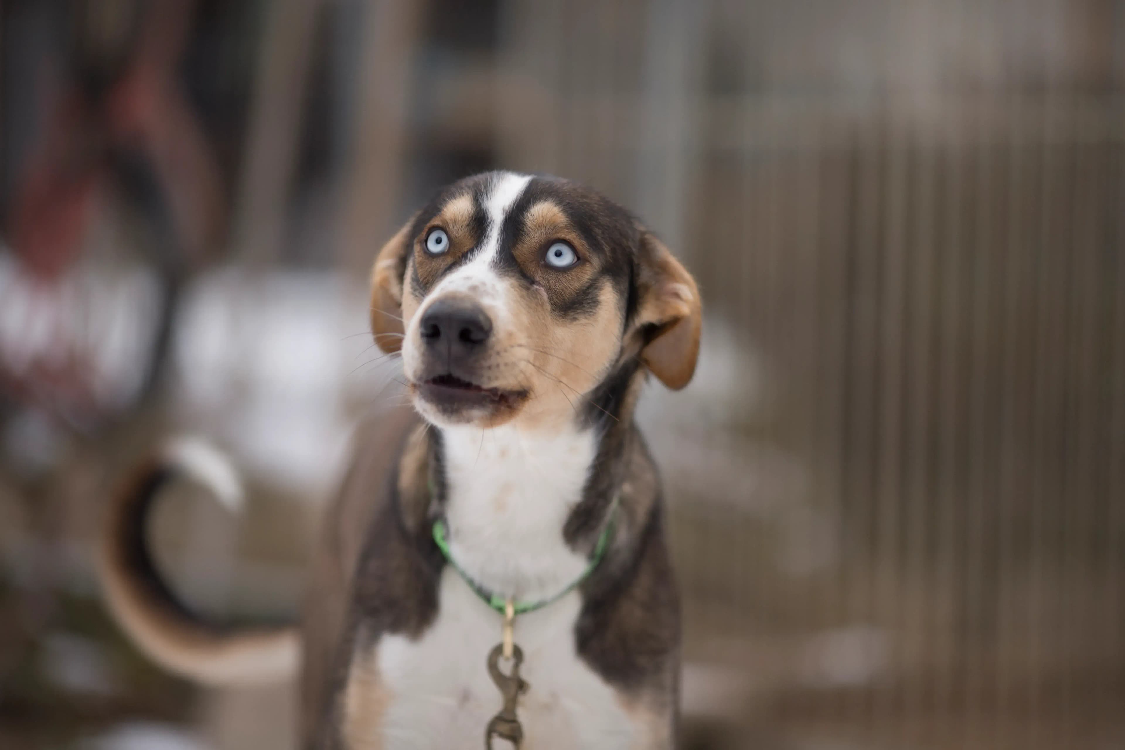 Schlittenhunde in Österreich