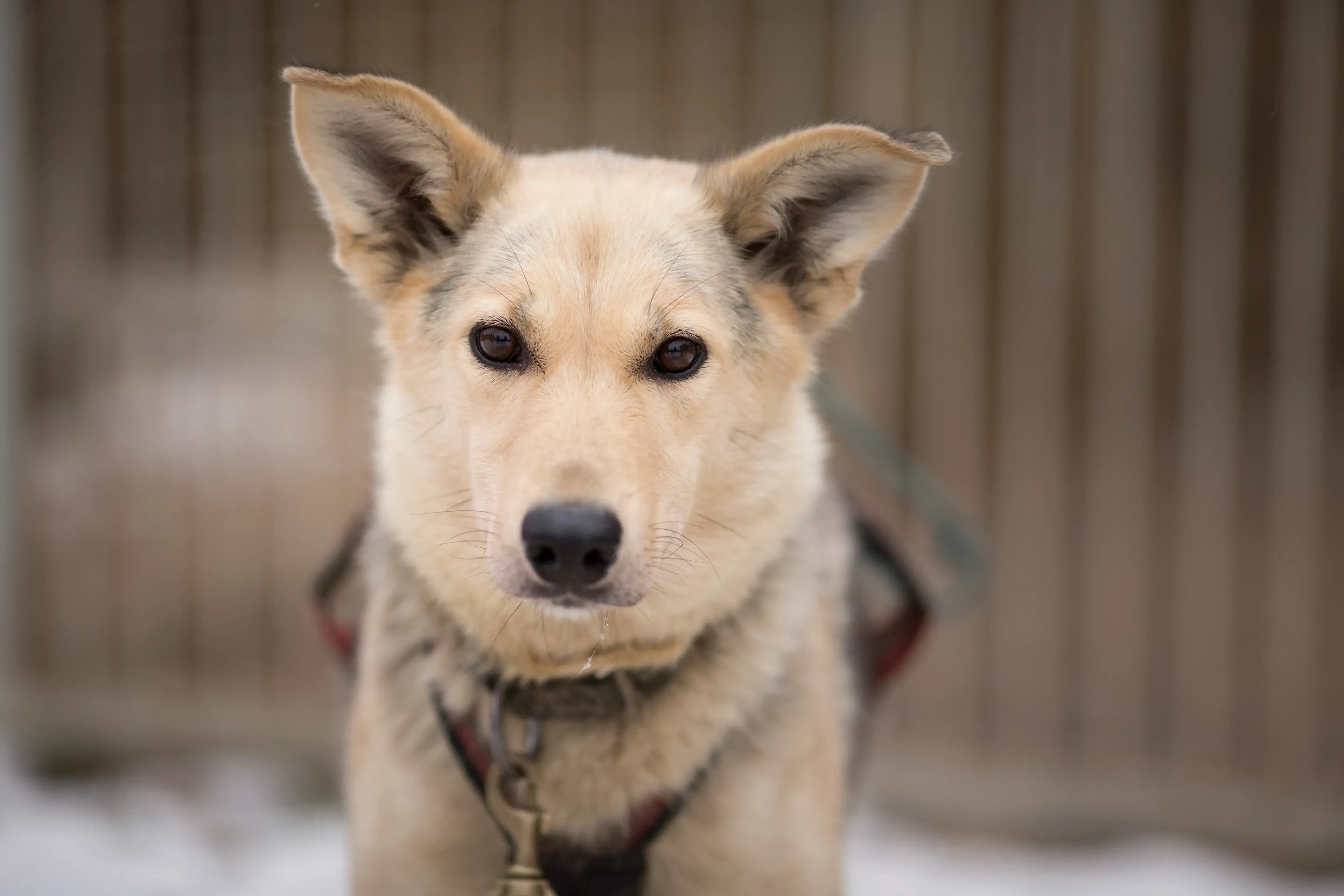 Schlittenhunde in Österreich