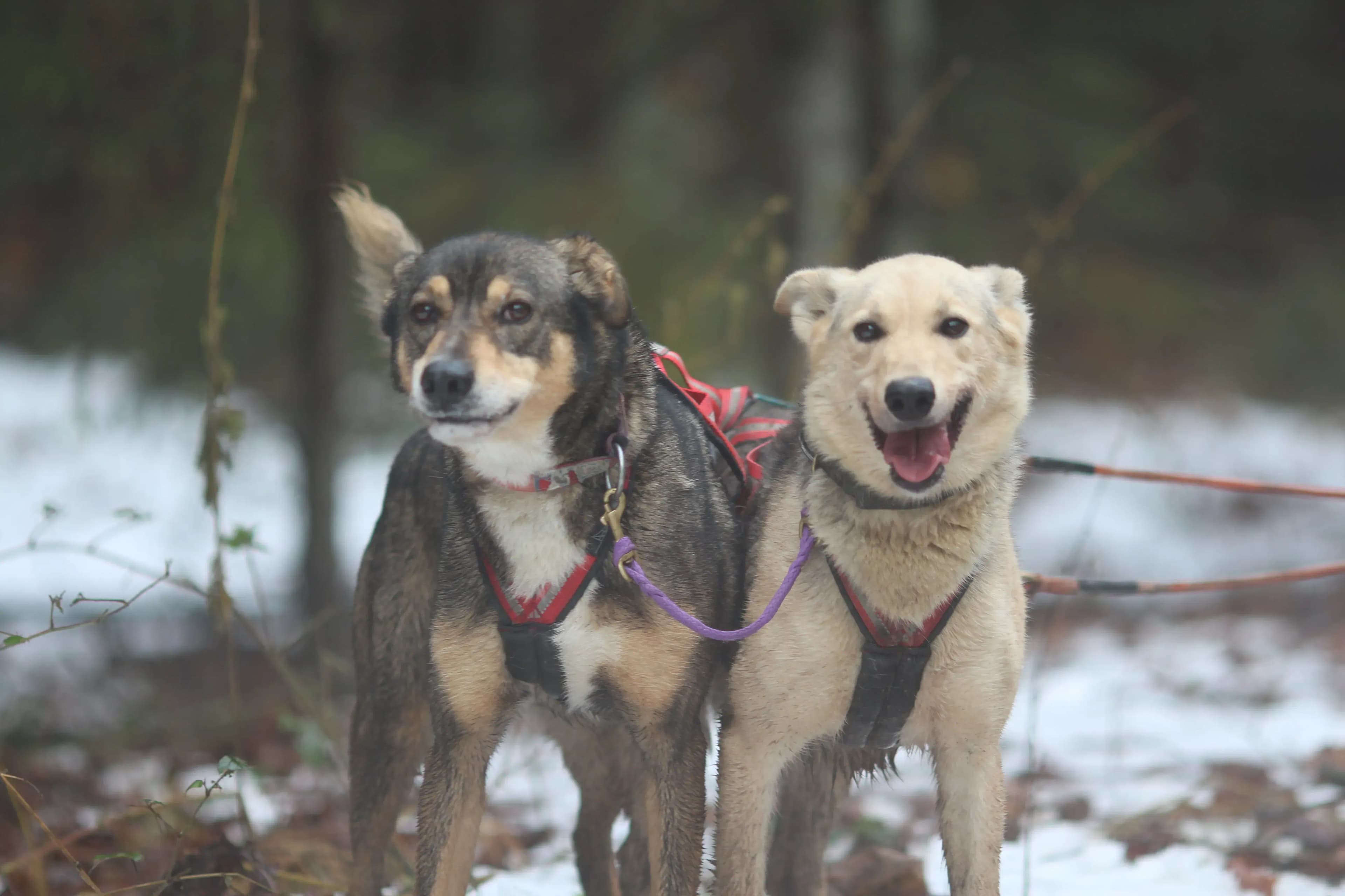 Schlittenhunde in Österreich